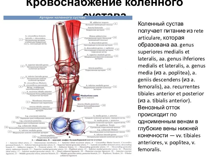 Кровоснабжение коленного сустава Коленный сустав получает питание из rete articulare, которая образована