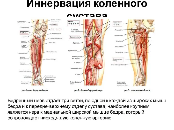 Иннервация коленного сустава Бедренный нерв отдает три ветви, по одной к каждой