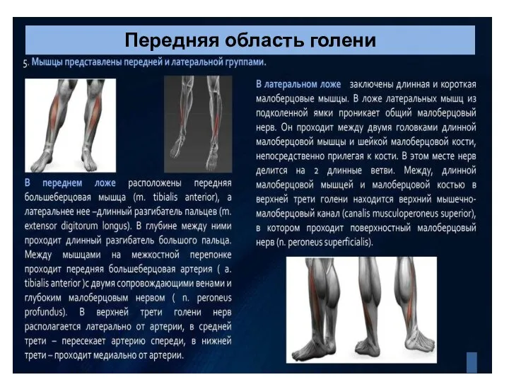 Область голени. Передняя область голени. Голень голень.