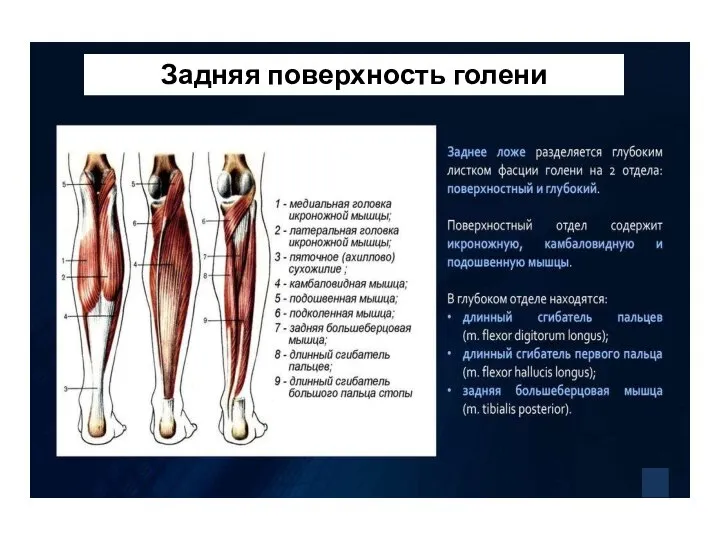 Задняя поверхность голени