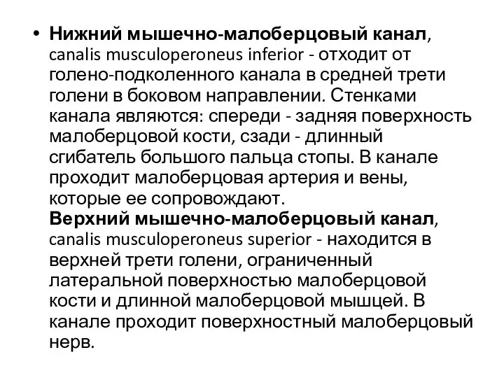 Нижний мышечно-малоберцовый канал, canalis musculoperoneus inferior - отходит от голено-подколенного канала в