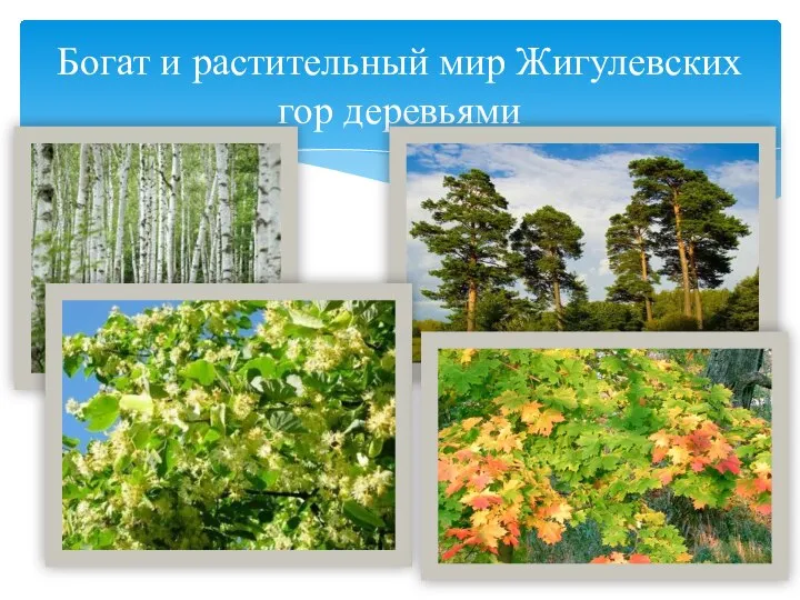 Богат и растительный мир Жигулевских гор деревьями