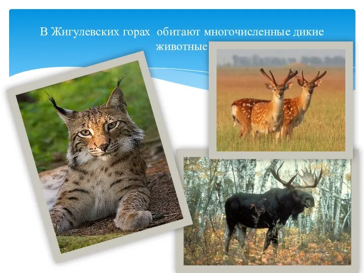 В Жигулевских горах обитают многочисленные дикие животные