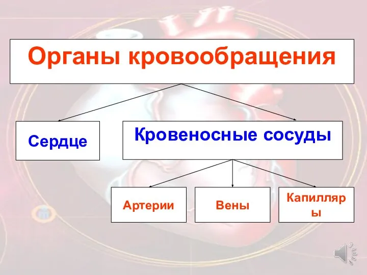 Органы кровообращения Сердце Кровеносные сосуды Артерии Вены Капилляры