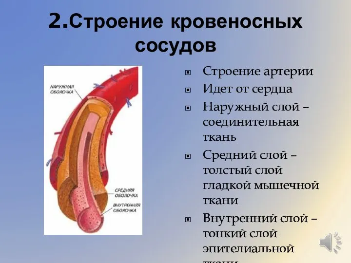 2.Строение кровеносных сосудов Строение артерии Идет от сердца Наружный слой – соединительная
