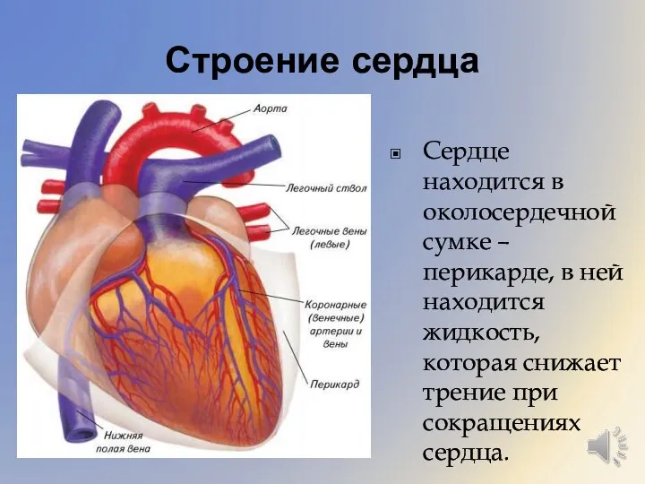 Строение сердца Сердце находится в околосердечной сумке – перикарде, в ней находится