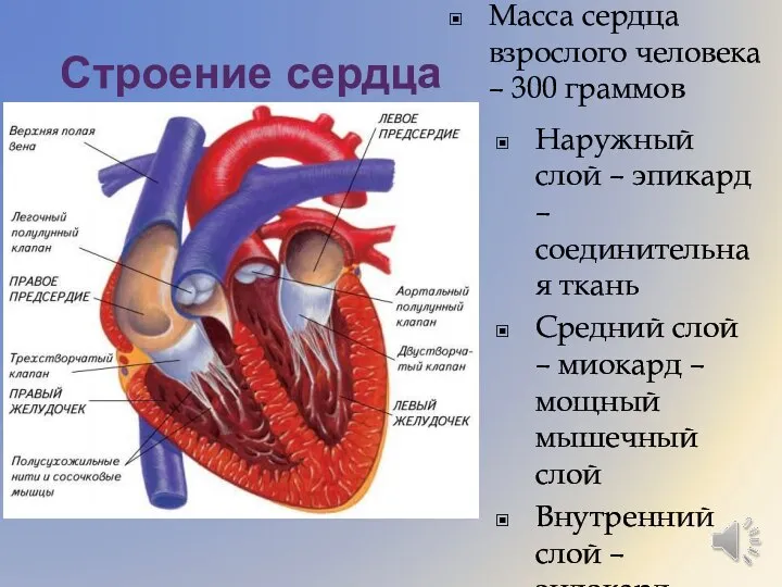 Строение сердца Наружный слой – эпикард – соединительная ткань Средний слой –