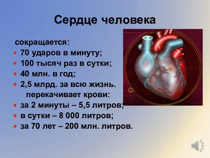 Сердце человека сокращается: 70 ударов в минуту; 100 тысяч раз в сутки;