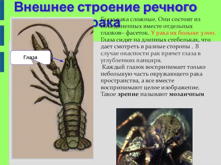 Внешнее строение речного рака Глаза Глаза рака сложные. Они состоят из объединенных