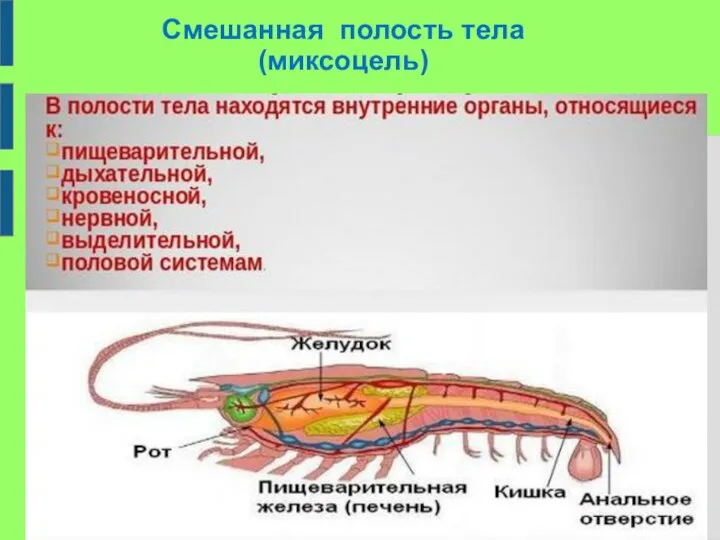 Смешанная полость тела (миксоцель)