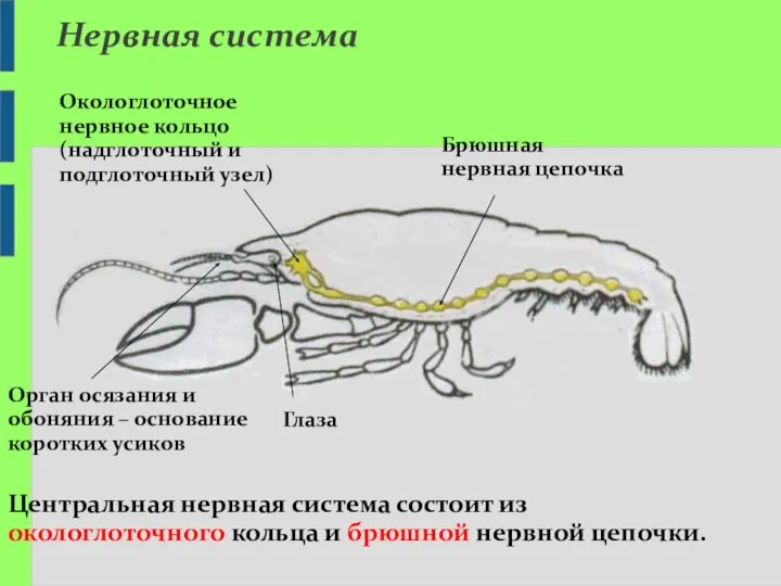 Окологлоточное нервное кольцо (надглоточный и подглоточный узел) Брюшная нервная цепочка Глаза Орган