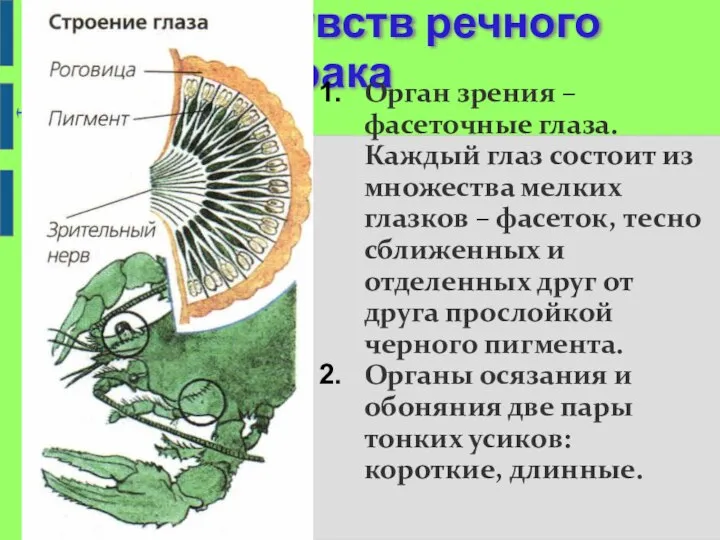 Органы чувств речного рака Длинные усики Орган зрения – фасеточные глаза. Каждый