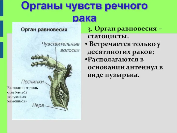 Органы чувств речного рака 3. Орган равновесия – статоцисты. Встречается только у