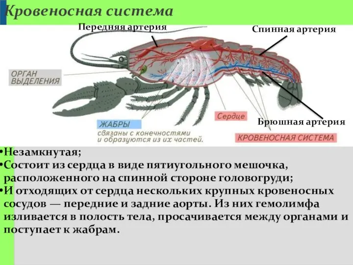 Кровеносная система Незамкнутая; Состоит из сердца в виде пятиугольного мешочка, расположенного на