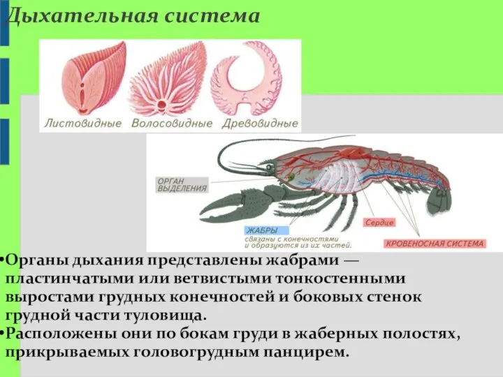 Органы дыхания представлены жабрами — пластинчатыми или ветвистыми тонкостенными выростами грудных конечностей