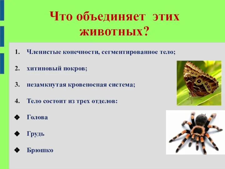 Что объединяет этих животных? Членистые конечности, сегментированное тело; хитиновый покров; незамкнутая кровеносная