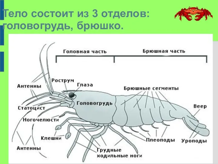 Тело состоит из 3 отделов: головогрудь, брюшко.