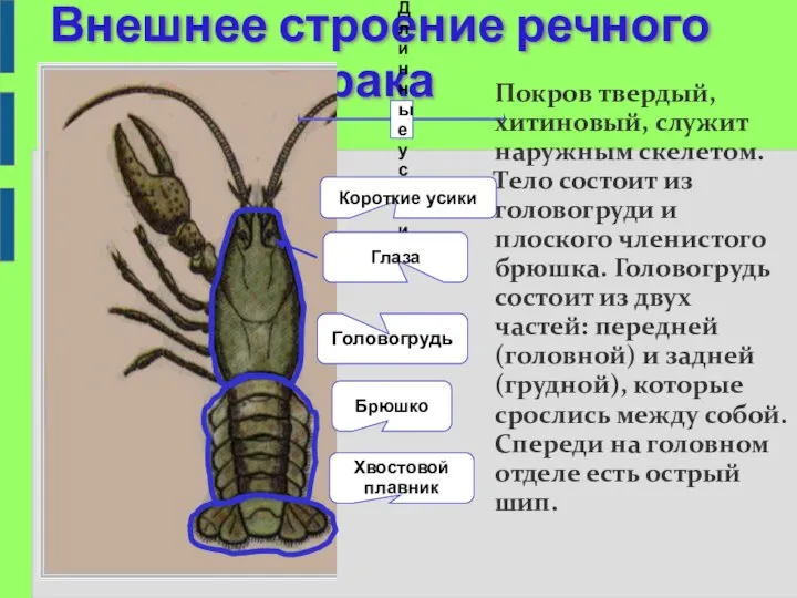 Внешнее строение речного рака Головогрудь Брюшко Хвостовой плавник Длинные усики Глаза Покров