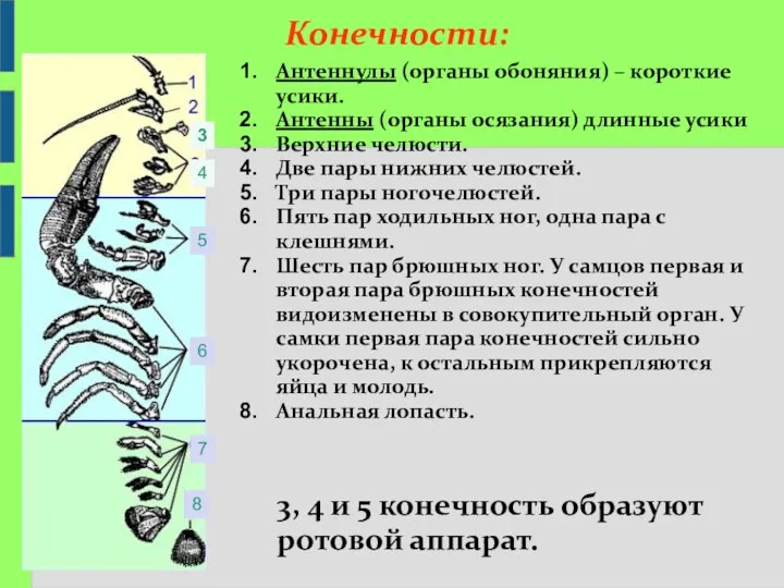 Антеннулы (органы обоняния) – короткие усики. Антенны (органы осязания) длинные усики Верхние