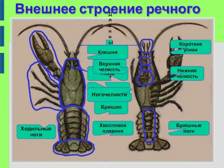 Внешнее строение речного рака Головогрудь Брюшко Хвостовой плавник Ходильные ноги Брюшные ноги