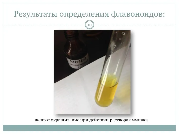 Результаты определения флавоноидов: желтое окрашивание при действии раствора аммиака