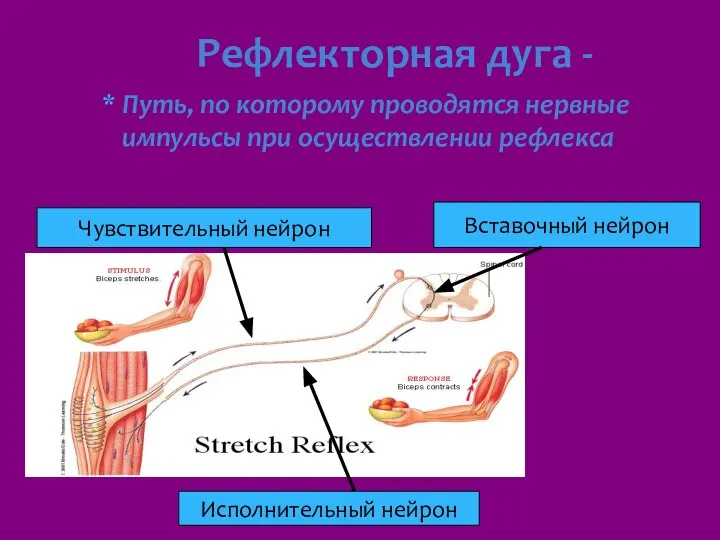 Рефлекторная дуга - Путь, по которому проводятся нервные импульсы при осуществлении рефлекса