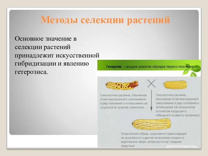 Методы селекции растений Основное значение в селекции растений принадлежит искусственной гибридизации и явлению гетерозиса.