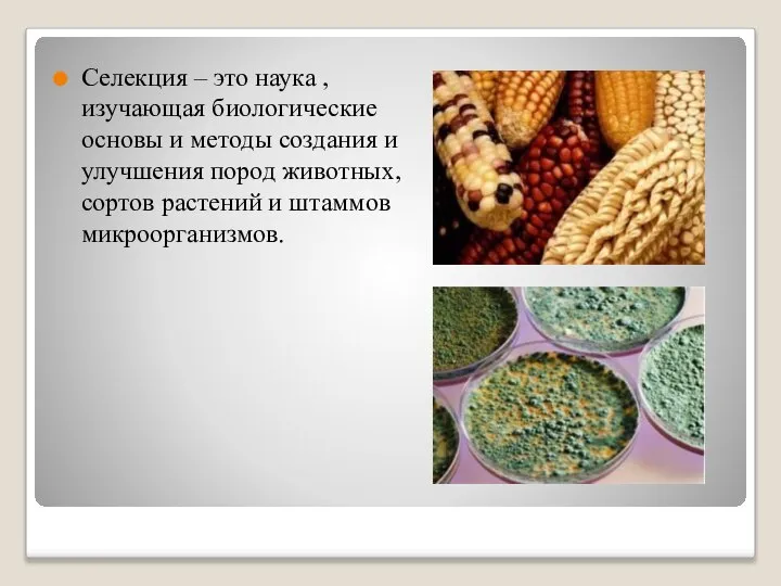 Селекция – это наука ,изучающая биологические основы и методы создания и улучшения