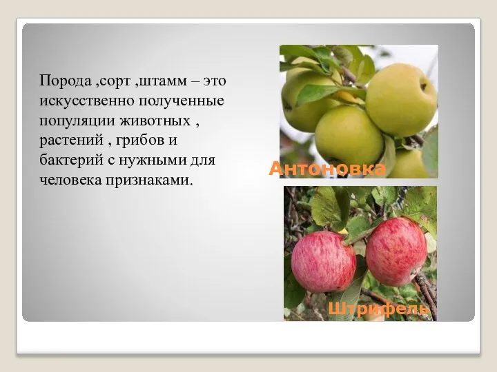 Антоновка Штрифель Порода ,сорт ,штамм – это искусственно полученные популяции животных ,