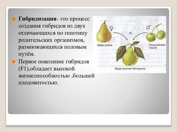 Гибридизация- это процесс создания гибридов из двух отличающихся по генотипу родительских организмов,