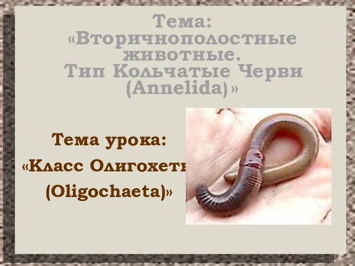 Тема урока: «Класс Олигохеты (Oligochaeta)» Тема: «Вторичнополостные животные. Тип Кольчатые Черви (Annelida) »