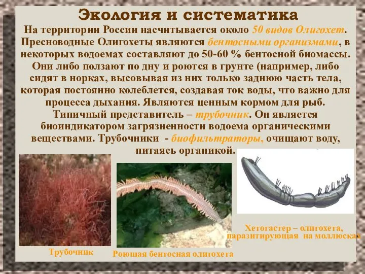 Экология и систематика На территории России насчитывается около 50 видов Олигохет. Пресноводные