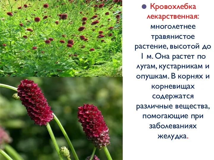 Кровохлебка лекарственная: многолетнее травянистое растение, высотой до 1 м. Она растет по