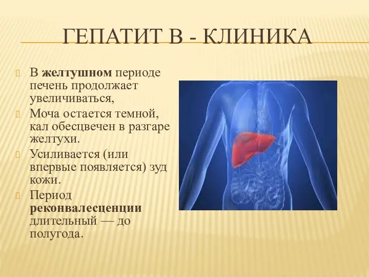 ГЕПАТИТ В - КЛИНИКА В желтушном периоде печень продолжает увеличиваться, Моча остается