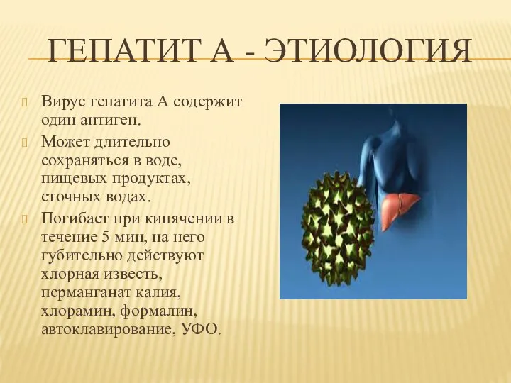 ГЕПАТИТ А - ЭТИОЛОГИЯ Вирус гепатита А содержит один антиген. Может длительно