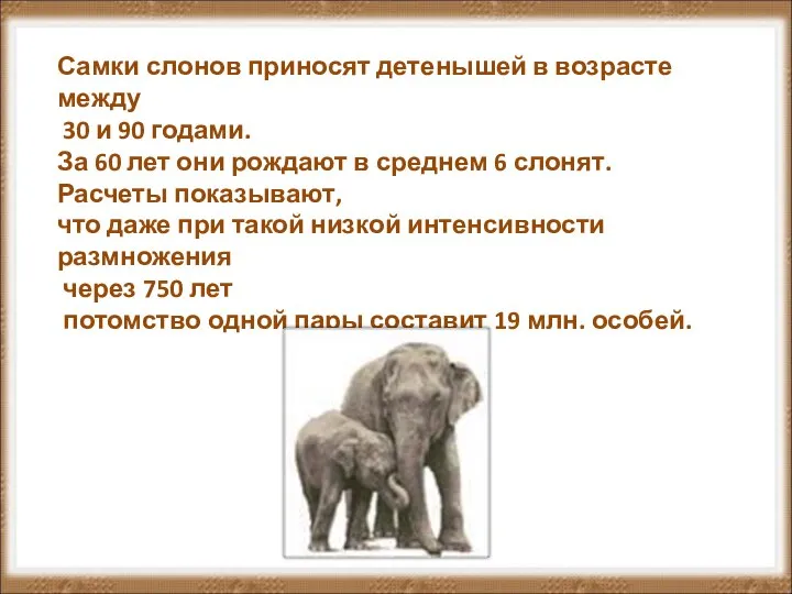 Самки слонов приносят детенышей в возрасте между 30 и 90 годами. За