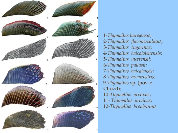 1-Thymallus burejensis; 2-Thymallus flavomaculatus; 3-Thymallus tugarinae; 4-Thymallus baicalolenensis; 5-Thymallus mertensii; 6-Thymallus pallasii;