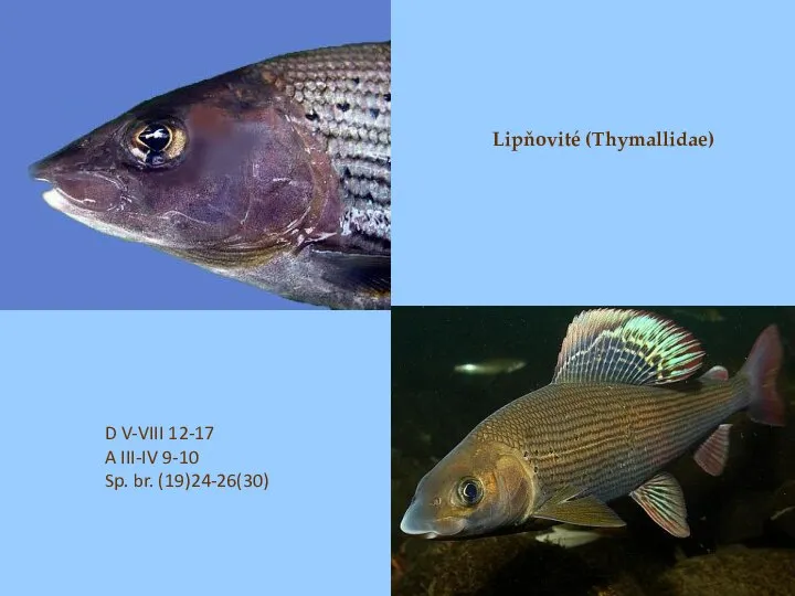 D V-VIII 12-17 A III-IV 9-10 Sp. br. (19)24-26(30) Lipňovité (Thymallidae)