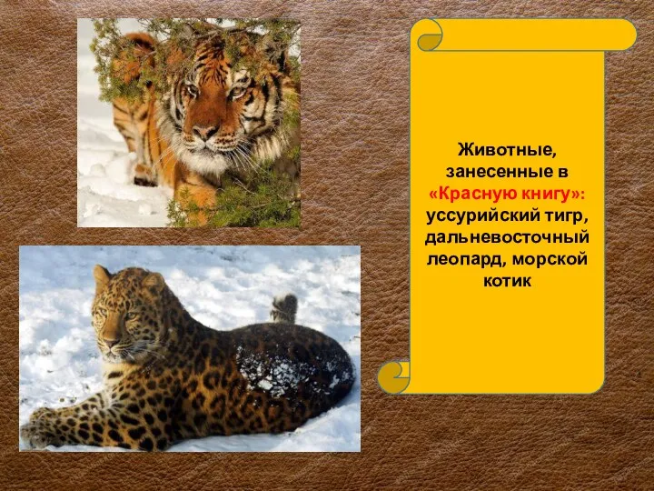 Животные, занесенные в «Красную книгу»: уссурийский тигр, дальневосточный леопард, морской котик