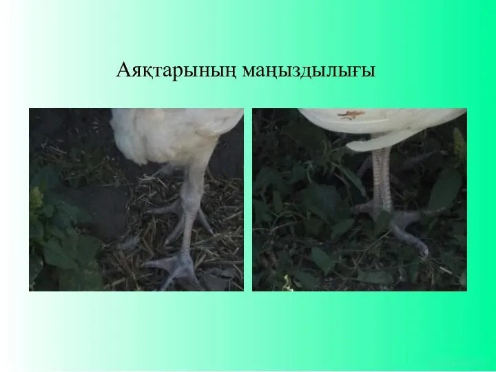 Аяқтарының маңыздылығы