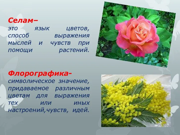 Селам– это язык цветов, способ выражения мыслей и чувств при помощи растений.