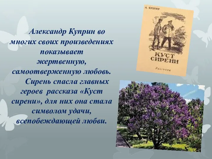 Александр Куприн во многих своих произведениях показывает жертвенную, самоотверженную любовь. Сирень спасла