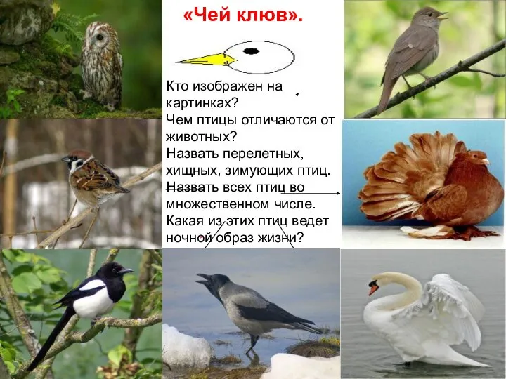 «Чей клюв». Кто изображен на картинках? Чем птицы отличаются от животных? Назвать