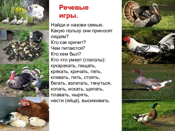 Найди и назови семью. Какую пользу они приносят людям? Кто как кричит?