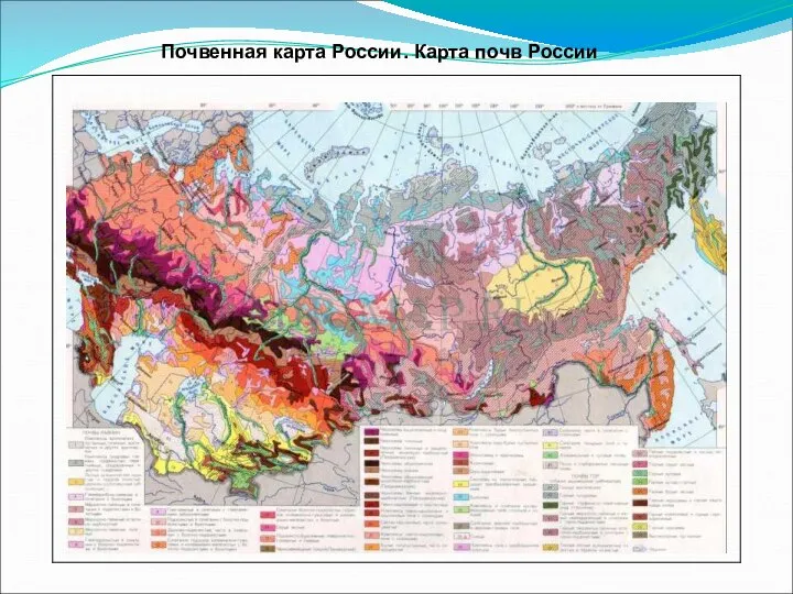 Почвенная карта России. Карта почв России