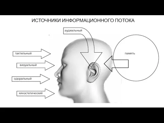 визуальный тактильный одоральный кинэстетический аудиальный память ИСТОЧНИКИ ИНФОРМАЦИОННОГО ПОТОКА