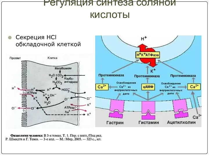 Регуляция синтеза соляной кислоты Секреция HCl обкладочной клеткой