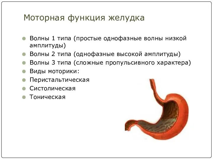 Моторная функция желудка Волны 1 типа (простые однофазные волны низкой амплитуды) Волны