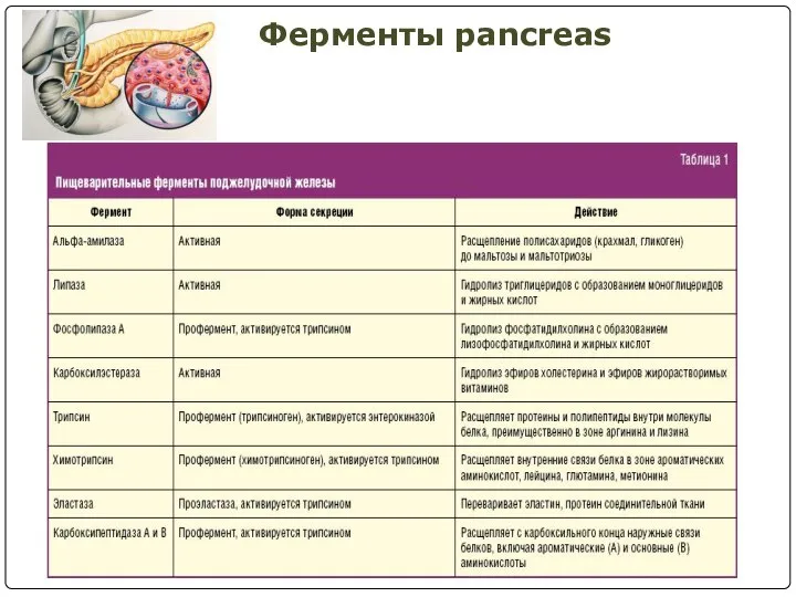 Ферменты pancreas