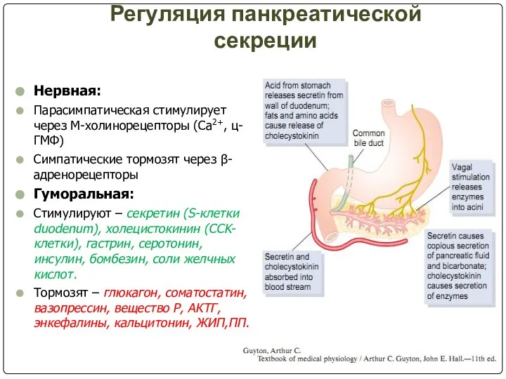 Регуляция панкреатической секреции Нервная: Парасимпатическая стимулирует через М-холинорецепторы (Са2+, ц-ГМФ) Симпатические тормозят